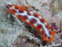 Hypselodoris purpureomaculosa