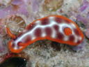 Hypselodoris purpureomaculosa