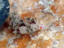 Cratena affinis