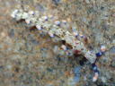 Flabellina riwo