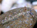 Flabellina riwo