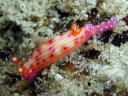 Hypselodoris maculosa