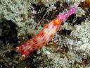 Hypselodoris maculosa