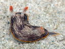 Chromodoris lineolata