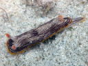 Chromodoris lineolata