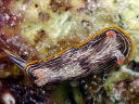 Chromodoris lineolata