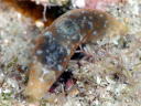 Gymnodoris okinawae