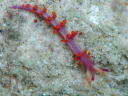 Flabellina rubropurpurata