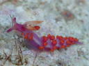 Flabellina rubropurpurata