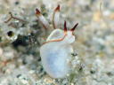 Goniodoris sp. 1