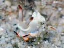 Goniodoris sp. 1