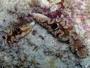 Glossodoris atromarginata