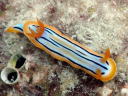 Chromodoris colemani