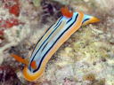 Chromodoris colemani