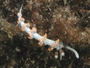 Flabellina bicolor