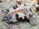 Glossodoris cincta