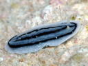 Phyllidiopsis striata