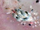 Costasiella kuroshimae