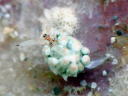 Costasiella kuroshimae