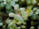 Lobiger viridis 