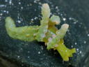 Lobiger viridis 