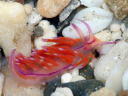 Flabellina rubrolineata