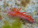 Flabellina rubrolineata