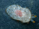 Pleurobranchus peroni