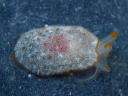 Pleurobranchus peroni