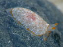 Pleurobranchus peroni