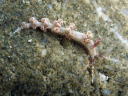 Flabellina sp. 1