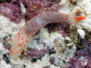 Gymnodoris alba