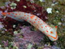 Gymnodoris alba