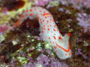 Gymnodoris alba