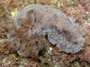 Dendrodoris denisoni