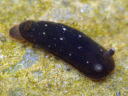 Dendrodoris nigra