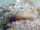 Gymnodoris sp. 5