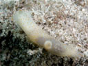 Gymnodoris sp. 5