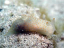 Gymnodoris sp. 5