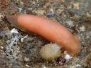 Gymnodoris cf. subornata