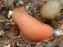 Gymnodoris cf. subornata