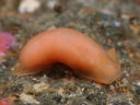 Gymnodoris cf. subornata