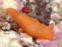 Gymnodoris cf. subornata