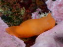 Gymnodoris cf. subornata