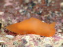 Gymnodoris cf. subornata