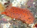 Dendrodoris guttata