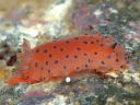 Dendrodoris guttata