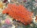 Dendrodoris guttata