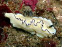 Glossodoris atromarginata