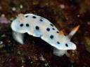 Hypselodoris placida